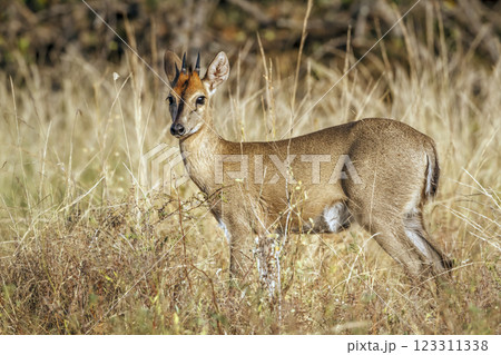 Common duiker in Greater Kruger National park, South Africa Common duiker in Greater Kruger National park, South Africa 123311338