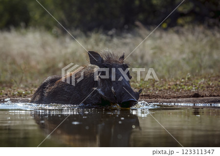 Common warthog in Greater Kruger National park, South Africa 123311347