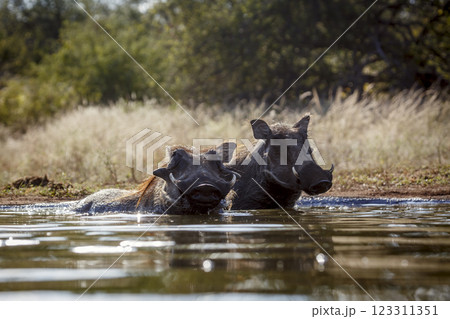 Common warthog in Greater Kruger National park, South Africa 123311351