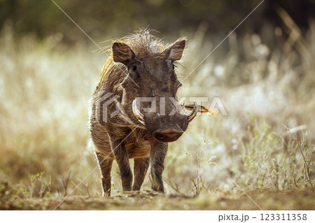 Common warthog in greater Kruger National park, South Africa 123311358