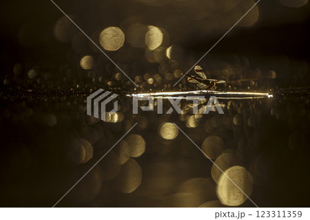 Dragonfly in middle of water at dawn with flakes in water 123311359