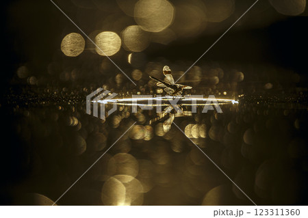Dragonfly in middle of water at dawn with flakes in water 123311360
