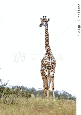 Giraffe in Kruger National park, South Africa 123311362