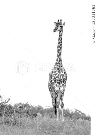 Giraffe in Kruger National park, South Africa 123311363