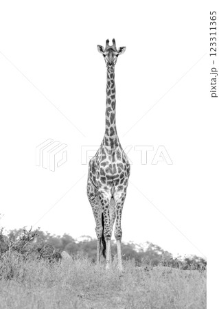 Giraffe in Kruger National park, South Africa 123311365