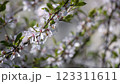 Flowering tree branch in sunny weather. Spring. Close-up. Selective focus. 123311611