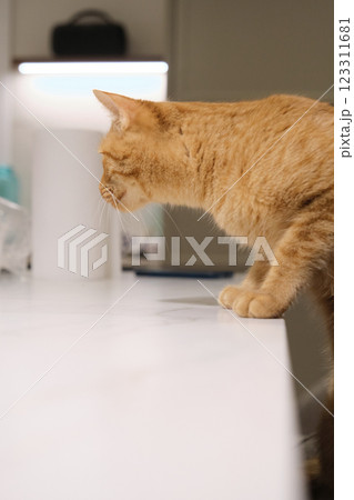 Red cat mischievous beautiful portrait 123311681