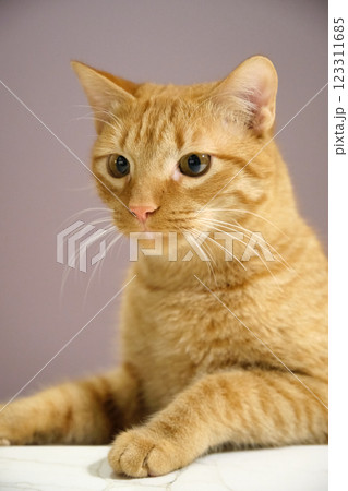 Red cat mischievous beautiful portrait 123311685