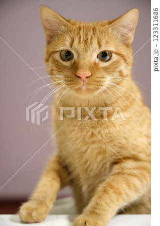 Red cat mischievous beautiful portrait 123311686