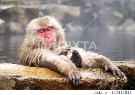 Japanese Snow Monkey japanese snow monkeys playing in hot springs in winter. 123311838