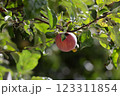 Rotten red apple on a tree in sunny weather. Spoiled apple on a branch. 123311854