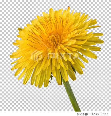 Yellow dandelion flower isolated on transparent background, spring flower, floral element Yellow dandelion flower isolated on transparent background, spring flower, floral element 123311867