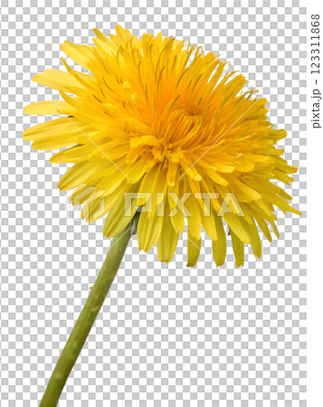 Yellow dandelion flower isolated on transparent background, spring flower, floral element 123311868