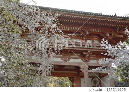 春の総本山醍醐寺　西大門とサクラ(京都市伏見区) 123311906
