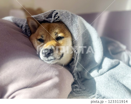 Cute red Shiba inu dog  Cute red Shiba inu dog  123311914