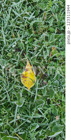 Frozen yellow leaf on green grass Frozen yellow leaf on green grass 123311944