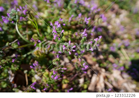 ホトケノザ ホトケノザ 123312226