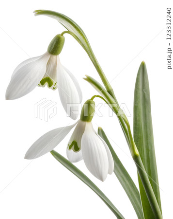Snowdrop flower isolated on transparent background, early spring bloom, white flower, floral design, fresh blossom, seasonal flower 123312240