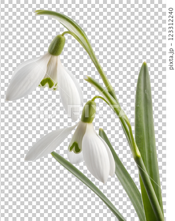 Snowdrop flower isolated on transparent background, early spring bloom, white flower, floral design, fresh blossom, seasonal flower 123312240