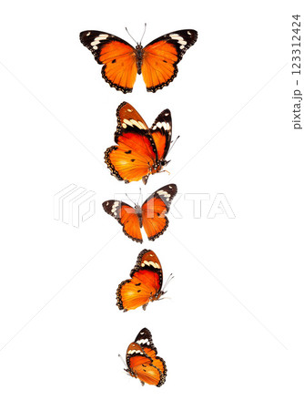 Beautiful monarch butterfly isolated on white background. Set of Big Monarch butterflies, isolated on white background. Tawny Coster (Acraea violae) Acraea terpsicore. Beautiful monarch butterfly isolated on white background. Set of Big Monarch butterflies, isolated on white background. Tawny Coster (Acraea violae) Acraea terpsicore. 123312424