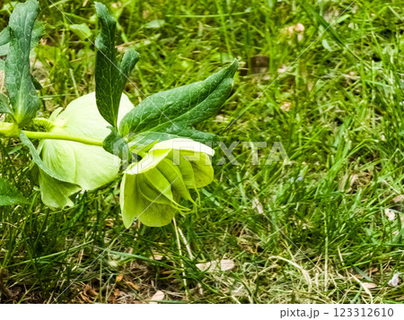 Green hellebore Helleborus viridis, green flowers 123312610