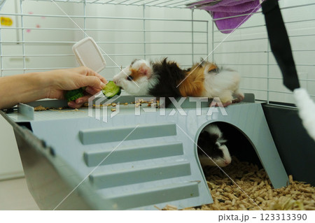 Gentle hand offers a crisp slice of cucumber, the inquisitive guinea pig emerges, savoring the refreshing treat with delight Gentle hand offers a crisp slice of cucumber, the inquisitive guinea pig emerges, savoring the refreshing treat with delight 123313390