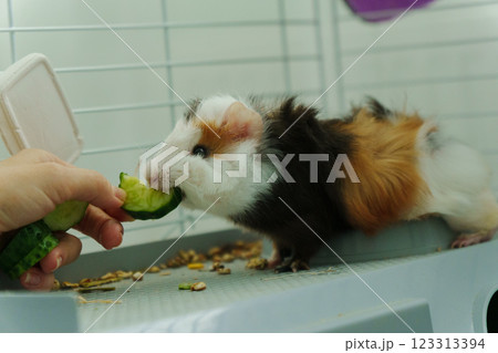 Guinea pig peeks out of its cozy habitat while enjoying a refreshing slice of cucumber in the early Guinea pig peeks out of its cozy habitat while enjoying a refreshing slice of cucumber in the early 123313394