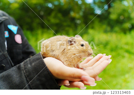 A curious squirrel explores the cozy lap of its owner on a sunny afternoon in a vibrant garden 123313403