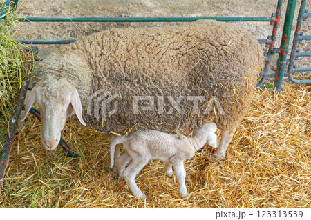 Newborn Lamb Suckling Ewe 123313539