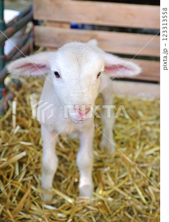 Newborn Lamb Sheep Farm 123313558