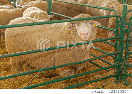 Sheep in Pen at Farm Sheep in Pen at Farm 123313594