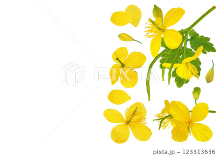 Celandine flower isolated on white background. Top view with copy space for your text. Flat lay Celandine flower isolated on white background. Top view with copy space for your text. Flat lay 123313636