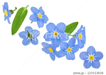 forget-me-not flowers isolated on white background. Top view. Flat lay 123313638