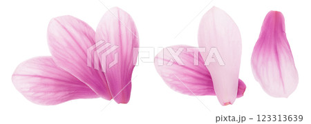 Pink magnolia flower petal isolated on white background with full depth of field. Top view. Flat lay 123313639