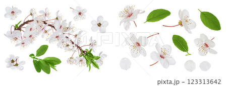 cherry flowers isolated on white background. Top view. Flat lay 123313642