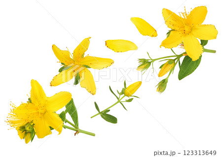 saint john's wort or Hypericum flowers isolated on white background. Top view. Flat lay 123313649