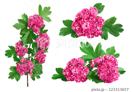 Blooming branch of hawthorn isolated on white background. Crataegus Pauls Scarlet. 123313657