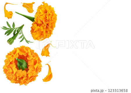 fresh marigold or tagetes erecta flower isolated on white background. Top view with copy space for your text. Flat lay 123313658
