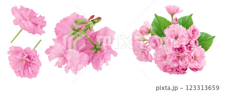 Sakura flower cherry blossom isolated on white background with full depth of field. Top view. Flat lay 123313659