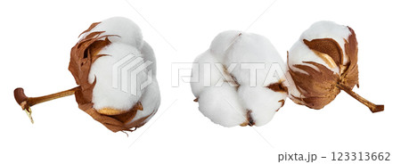 Cotton plant flower isolated on white background with full depth of field 123313662