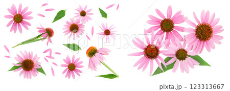 Coneflower or Echinacea purpurea isolated on white background, Top view. Flat lay. 123313667