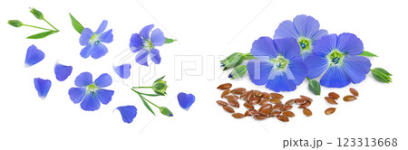 Flowers seed flax or Linum usitatissimum isolated on white background . Top view, flat lay 123313668