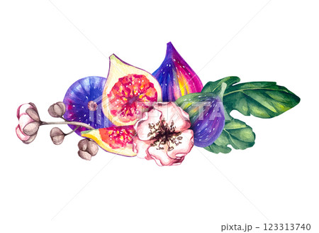 Watercolor hand drawn fig isolated on white Watercolor hand drawn fig isolated on white 123313740
