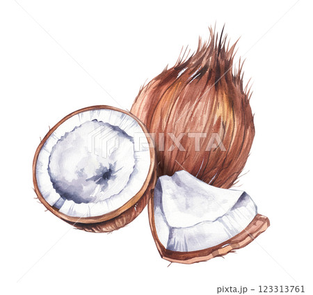 Watercolor coconut hand drawn nut Watercolor coconut hand drawn nut 123313761