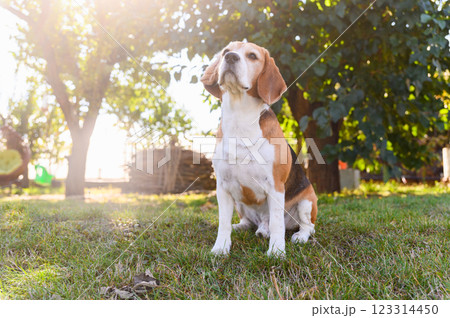 Beagle sitting on grass in sunlight outdoors. 123314450
