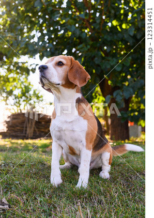 A beagle with white, brown, and black fur sits on the grass outdoors. 123314451