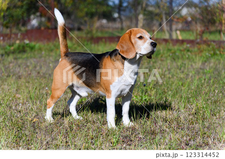 Beagle standing on grass and looking forward. 123314452