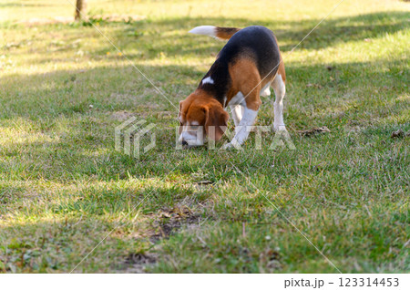 A tricolor beagle with white, brown, and black fur sniffs the grass. 123314453