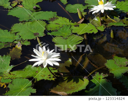 Water lily blooming on the pond at Bali at Indonesia. 123314824