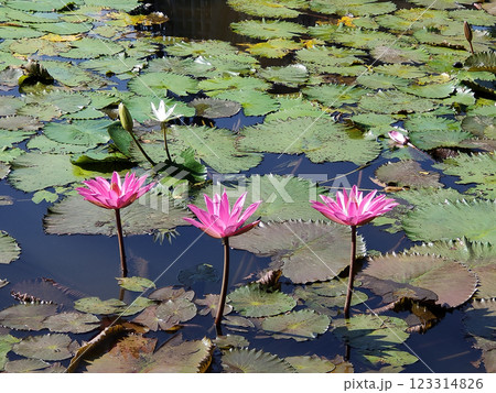 Water lily blooming on the pond at Bali at Indonesia. Water lily blooming on the pond at Bali at Indonesia. 123314826